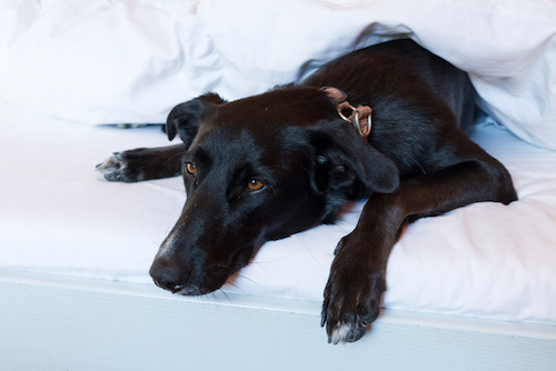 1520647191141197.jpg hotel-room-guest.jpg