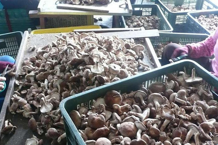 香菇烘干機專注蘑菇低成本智能烘干！_重復(fù)