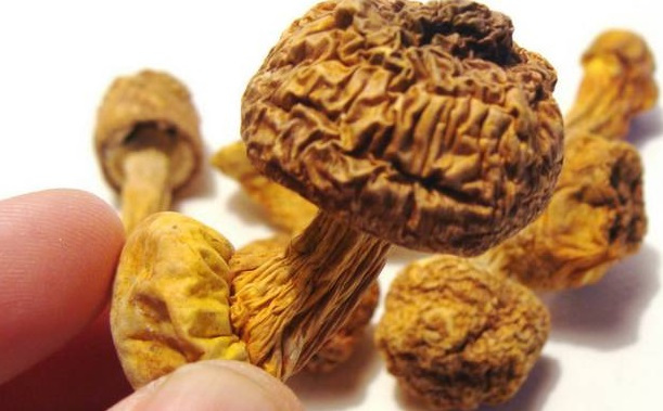 巴西菇、姬松茸烘干機-怎樣烘干色澤好且菇體褶片完整？